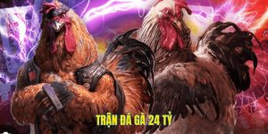 Trận Đá Gà 24 Tỷ