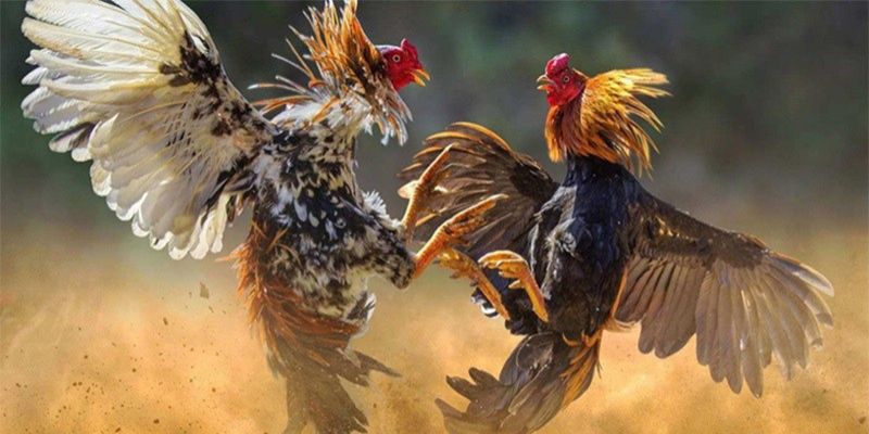 Cách chơi đá gà phát triển mạnh mẽ dưới hình thức cá cược online