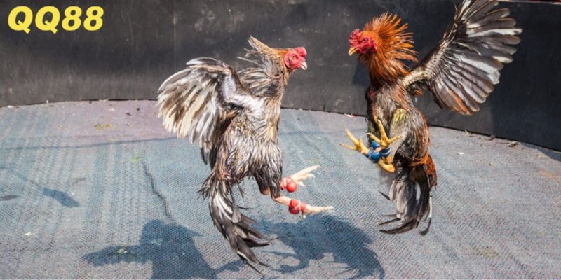 Kinh nghiệm chinh chiến đá gà thắng đậm từ chuyên gia