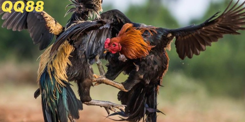 Ưu điểm khi tham gia chọi gà Thomo tại QQ88